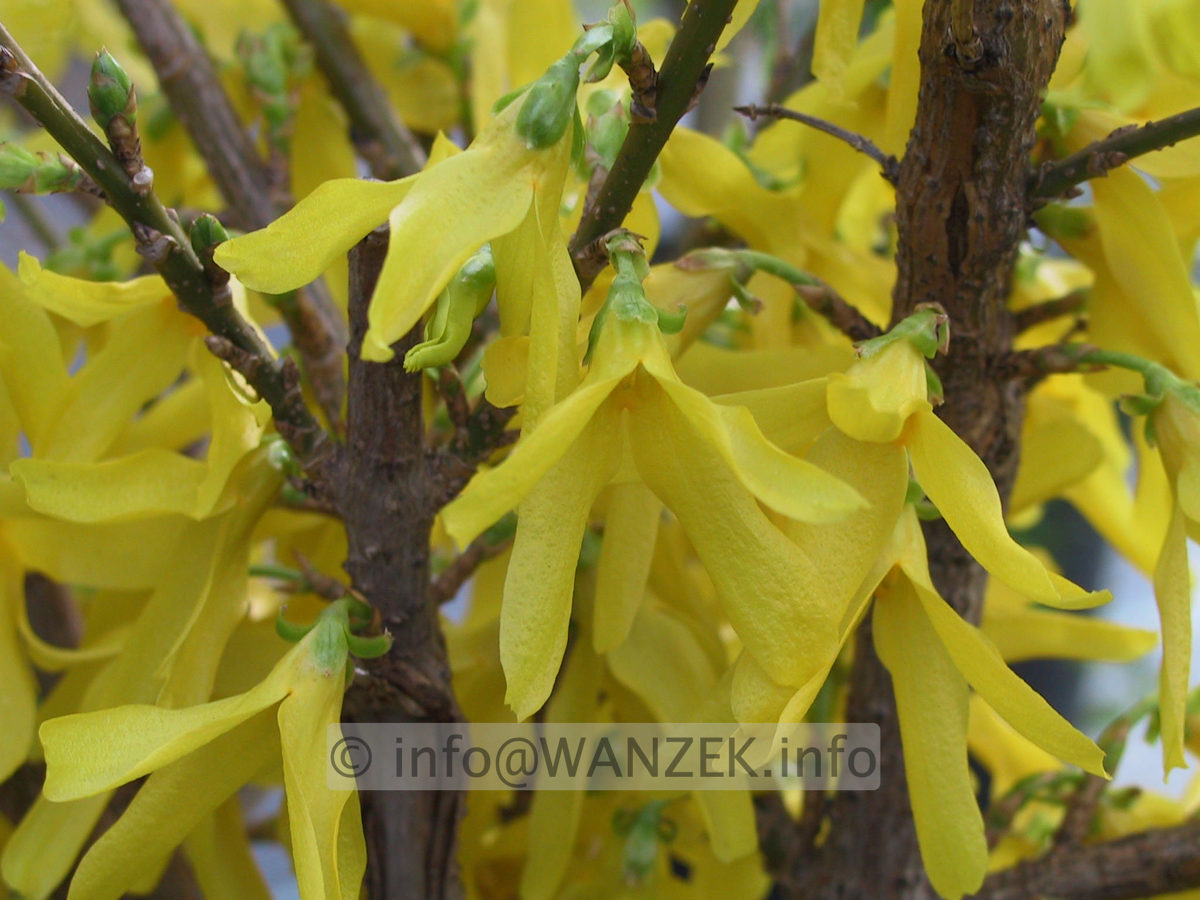 Forsythia intermedia Spectabilis.JPG